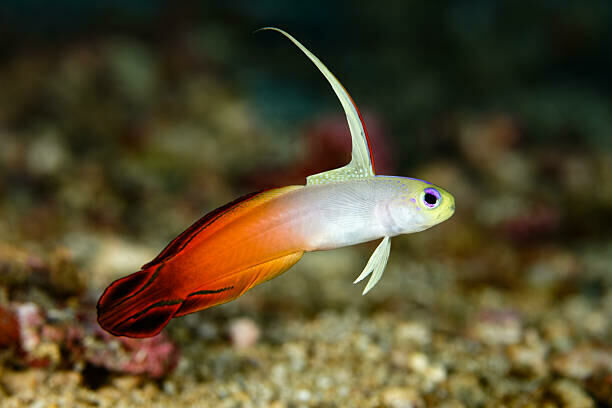 Imagem do Goby Firefish